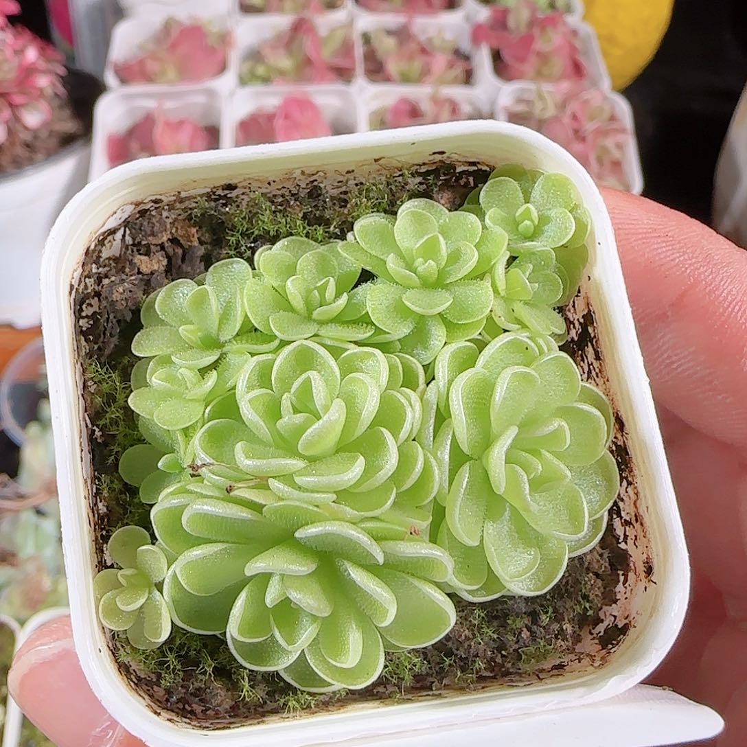 肉气球花园0804-58