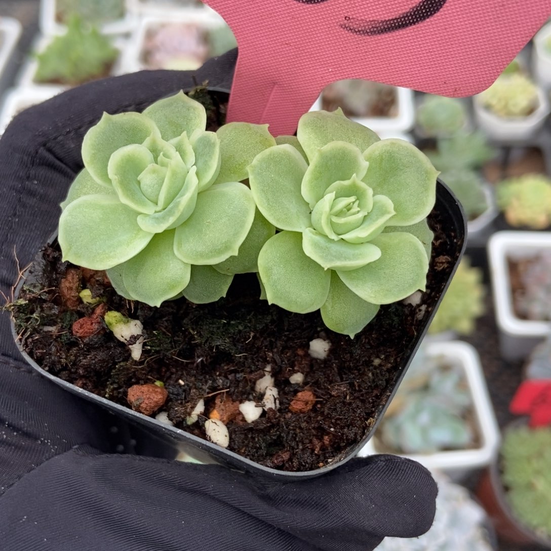 1763虾饺多肉植物