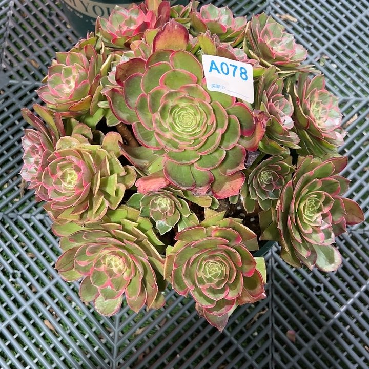 078荔枝多肉植物