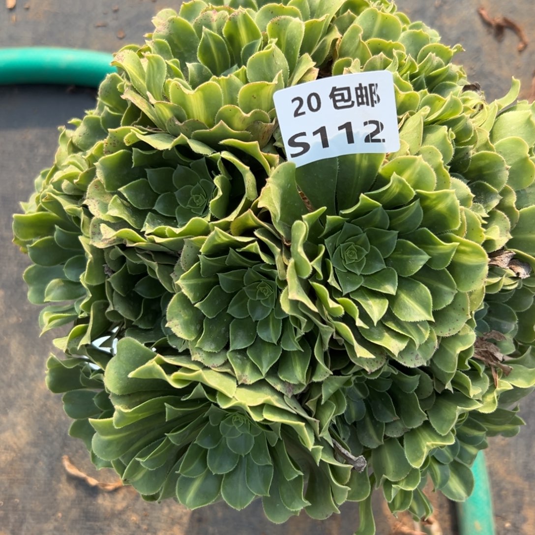 112绿杨蓉，满20包邮