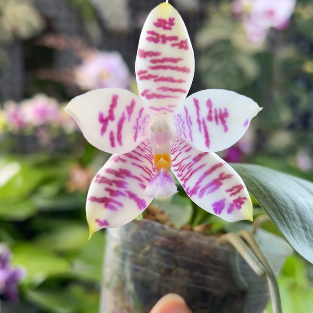 完全开放1号开播福利，叶瑕58米漏