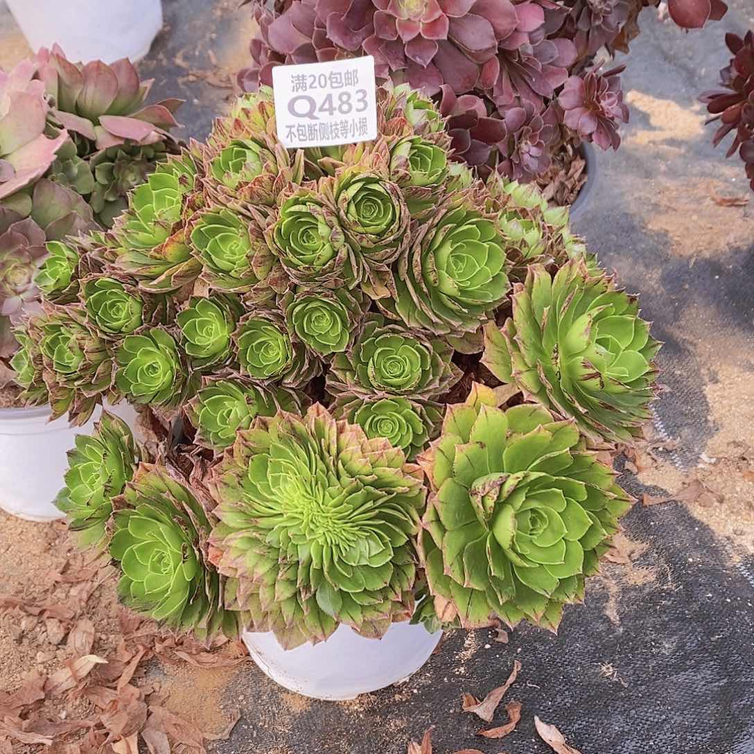 483众星捧月绿魔多肉有砍朵朵带缀化