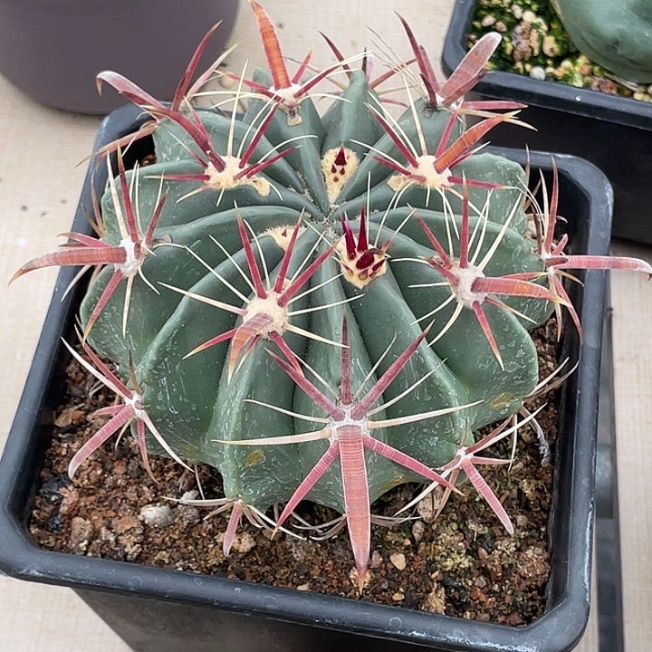 日出实生仙人球  