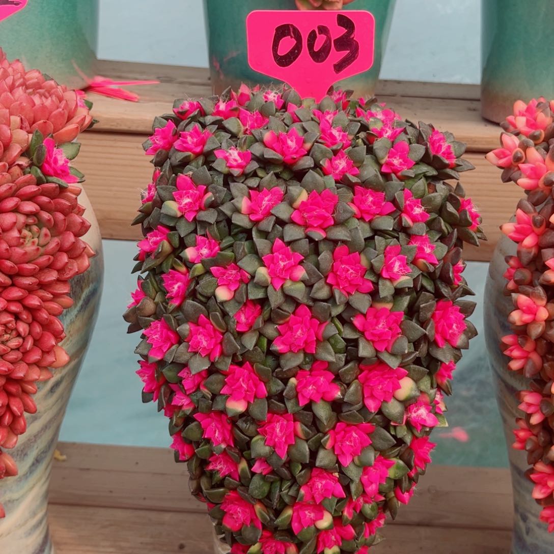 过**忆紫气东来多肉植物