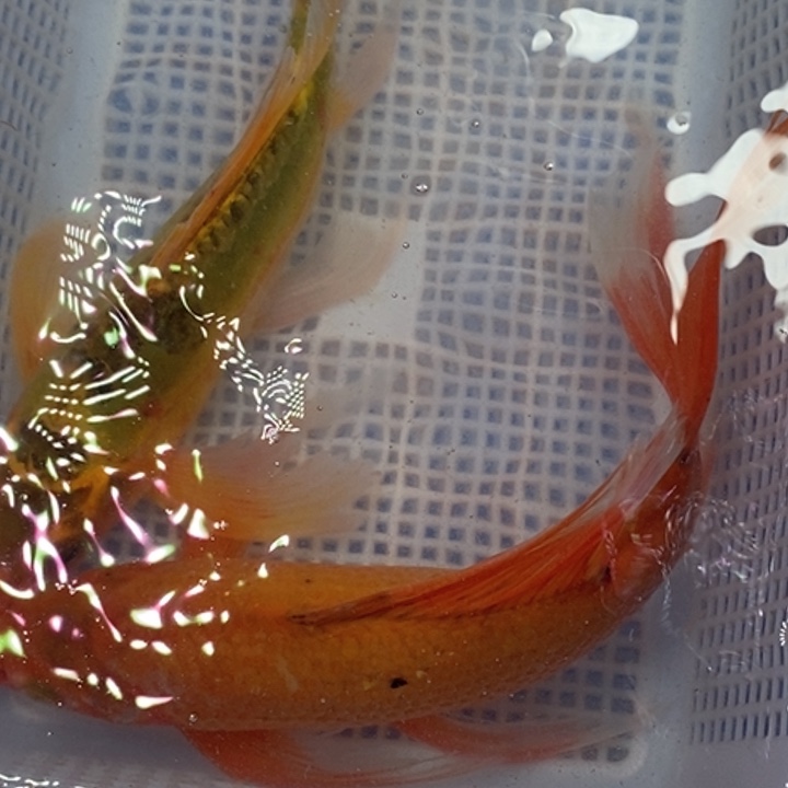 锦鲤冷水锦鲤包邮