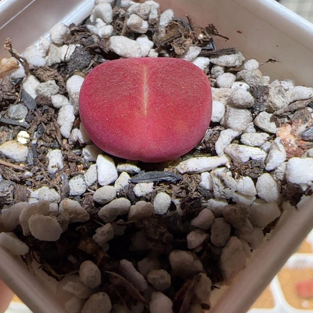 肉锥多肉植物百科-1331