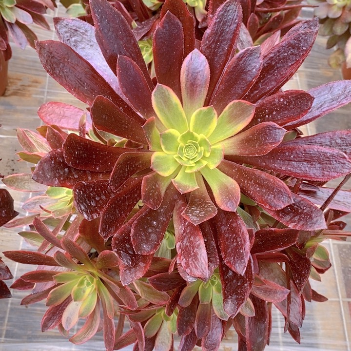 婚纱多肉法师1111