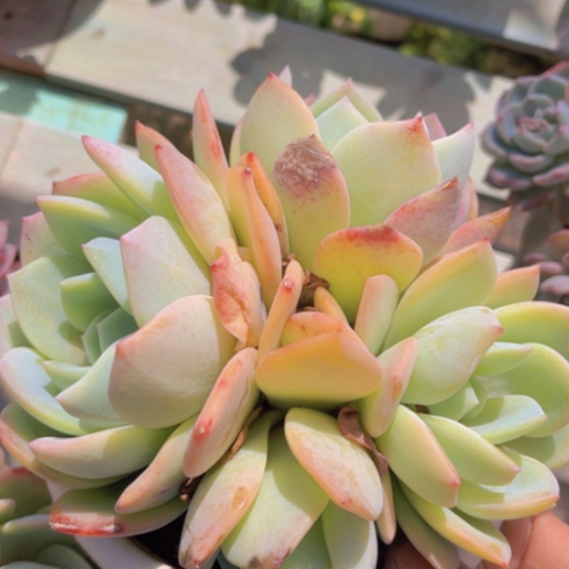 【闪购商品】凤橙03134