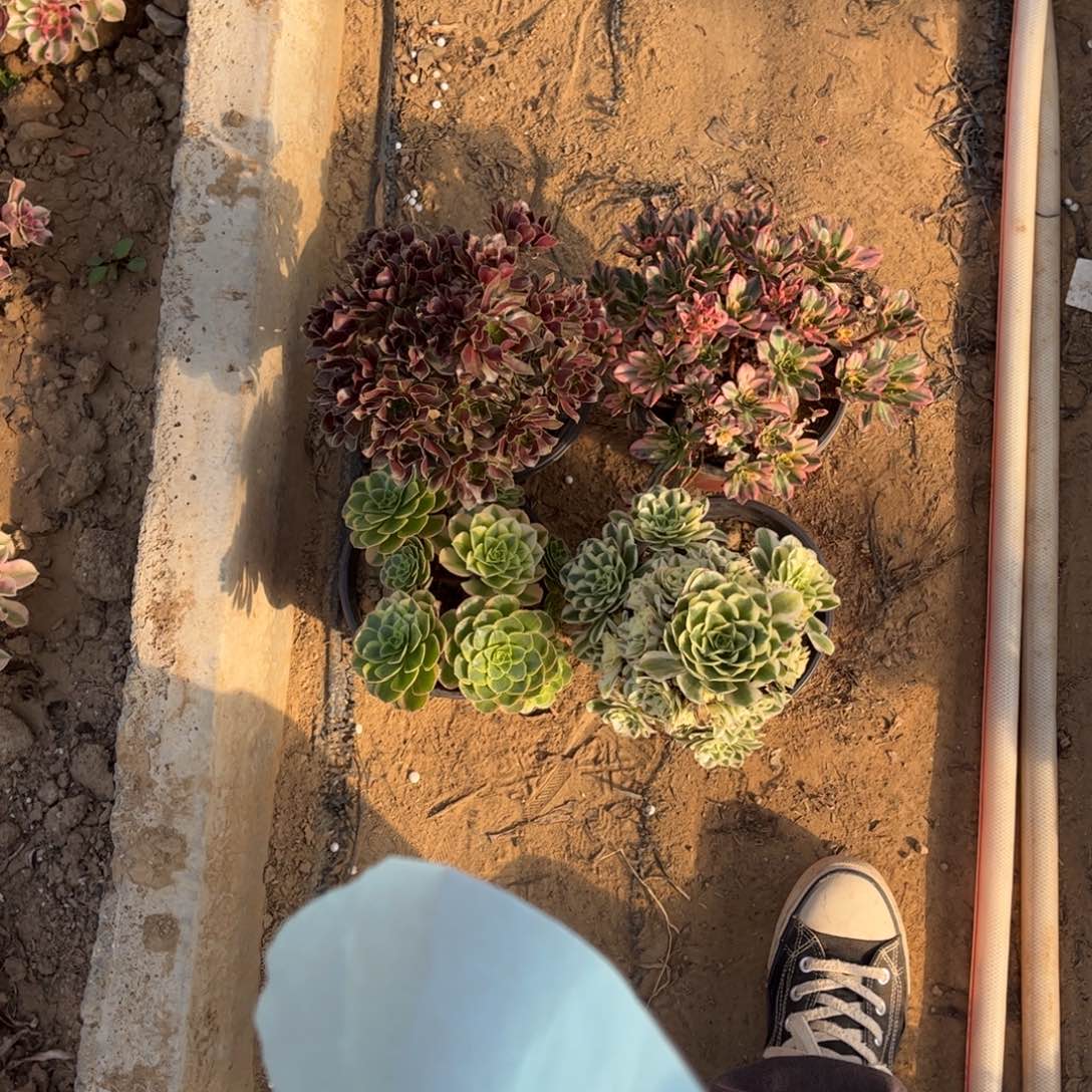 套餐四颗731不包断枝