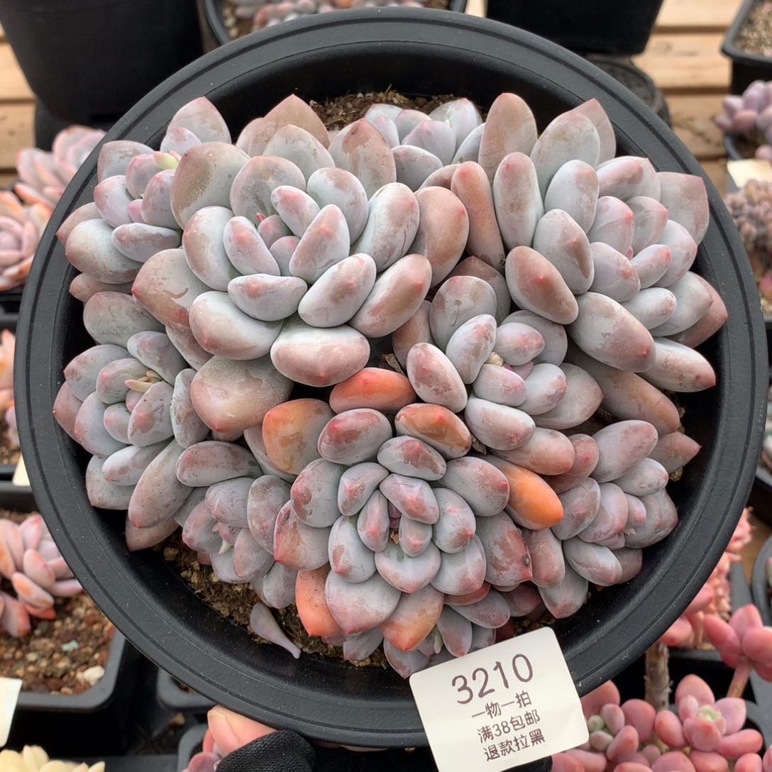 18厘米10头香水多肉3210