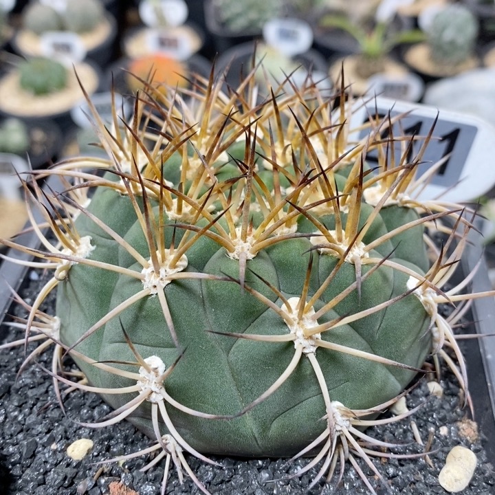 211号实生新天地8.5cm