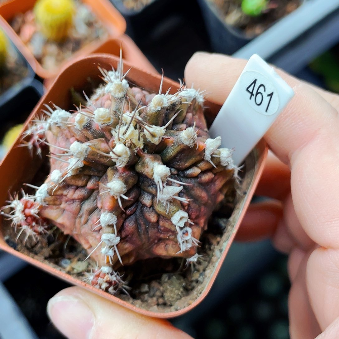 非偏远地区满25包邮仙人球