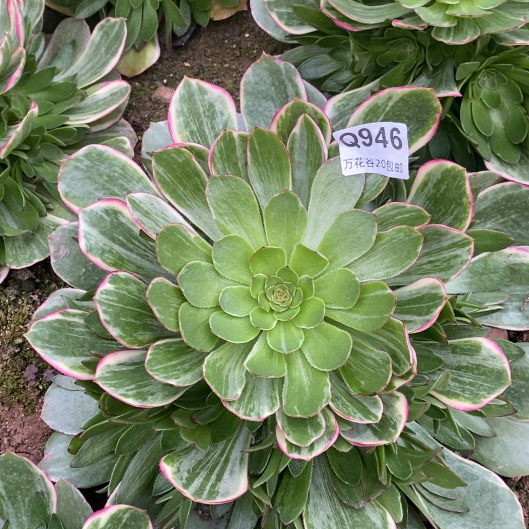 946莲花座多肉植物