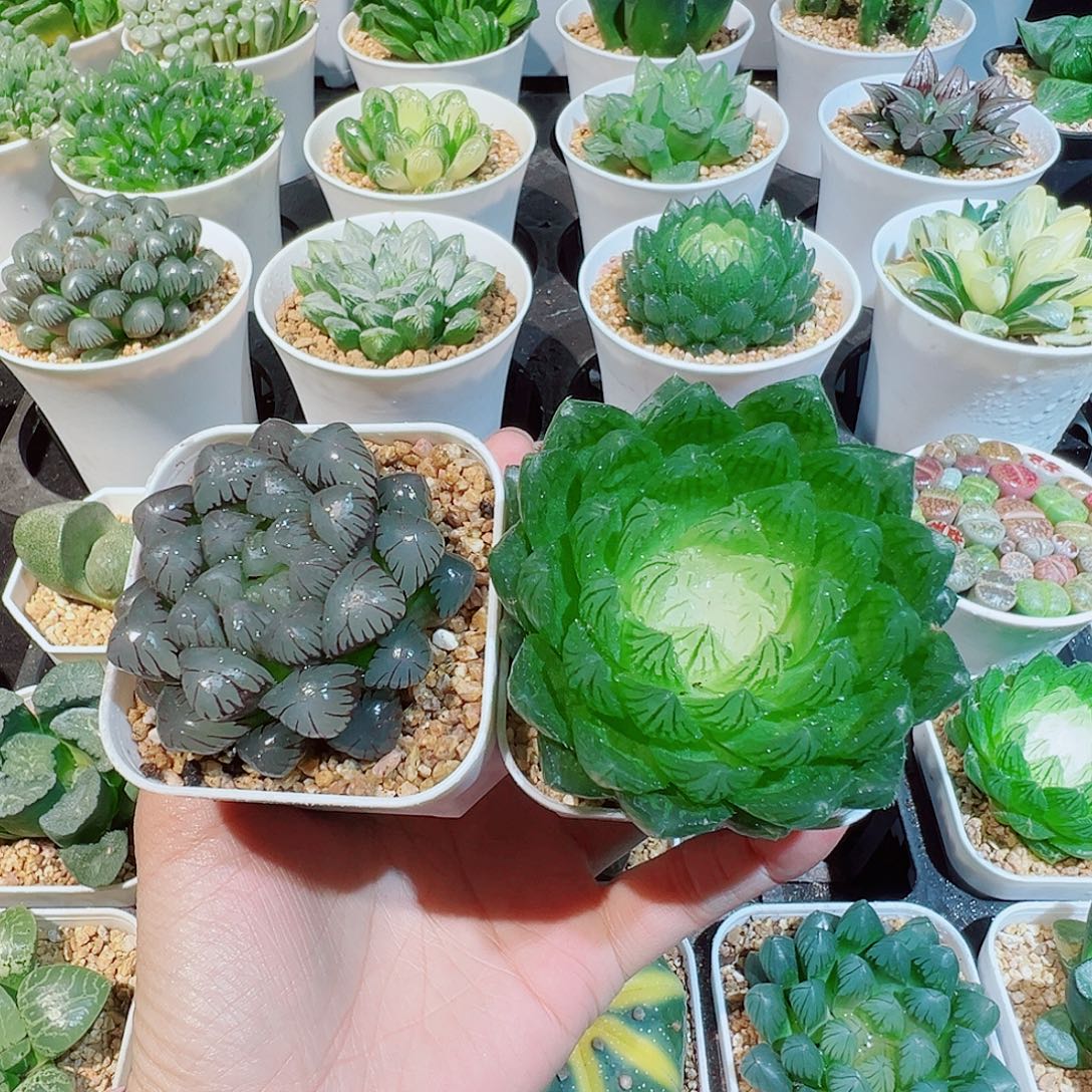 组合两个紫冰灯加一个白莲花