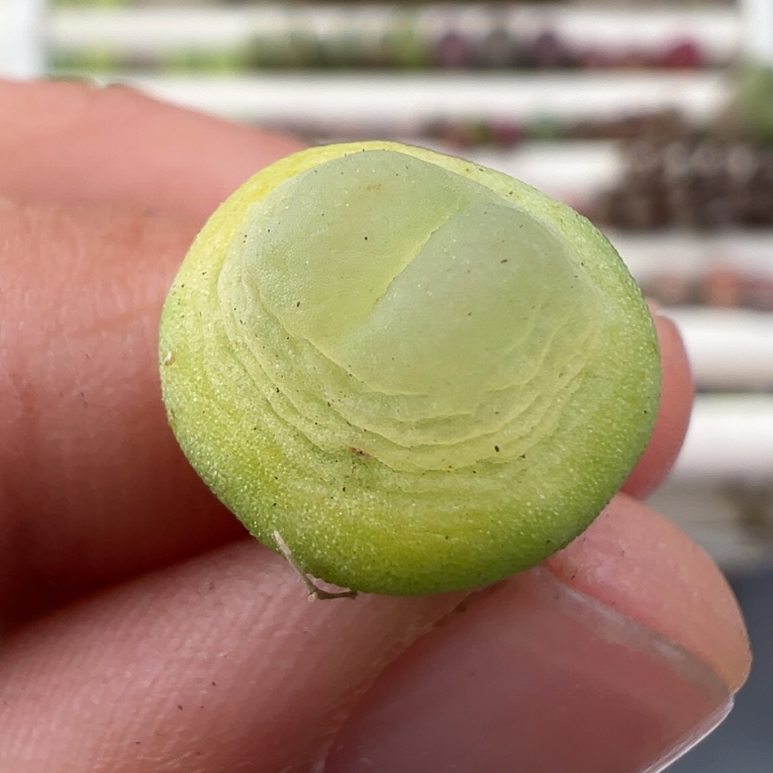 1.2好看的多肉脱土发货185