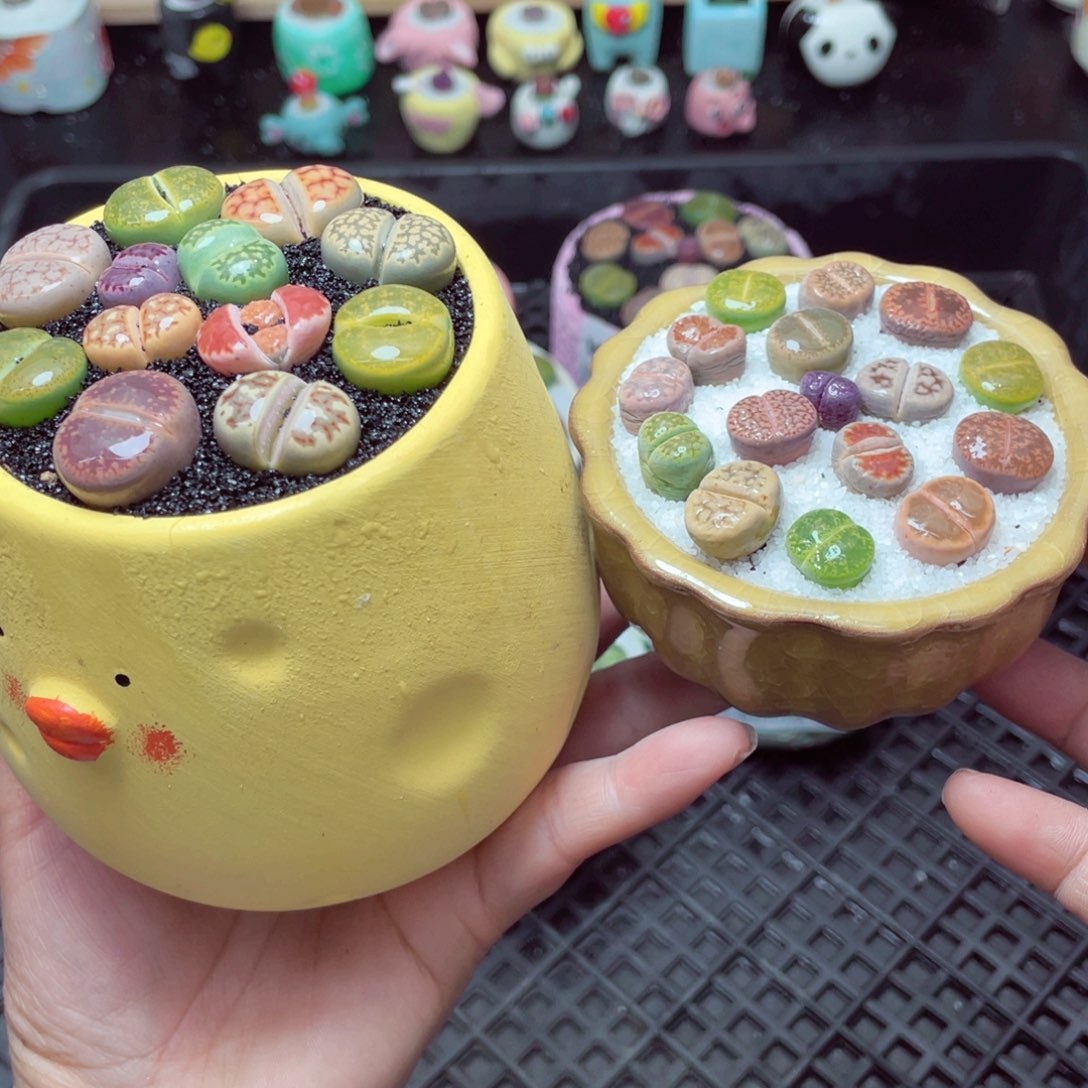 w3256 带盆土发货-零下地区拍保温箱