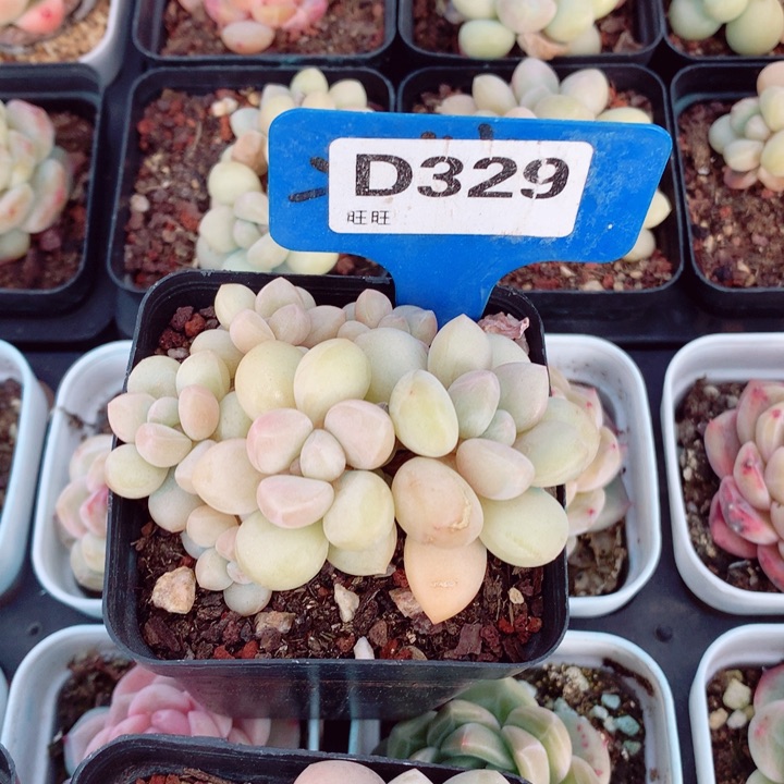 泡泡糖多肉植物6cm左右