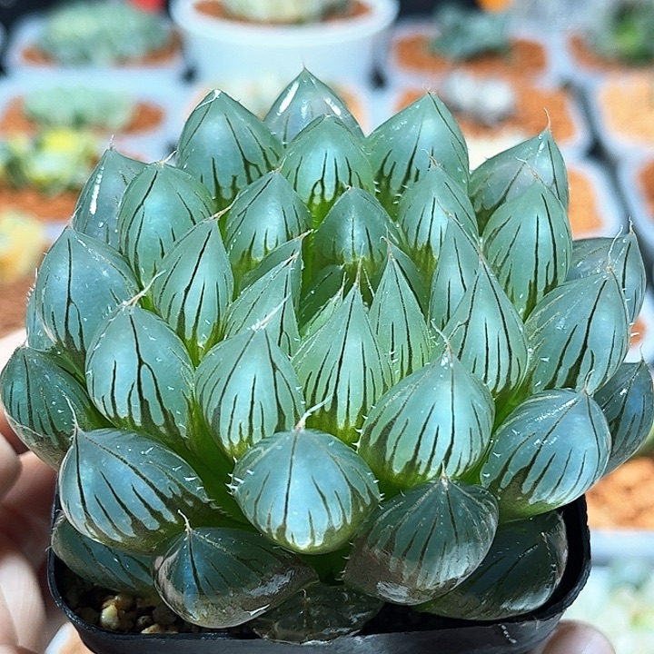 十二卷多肉钻石玉露