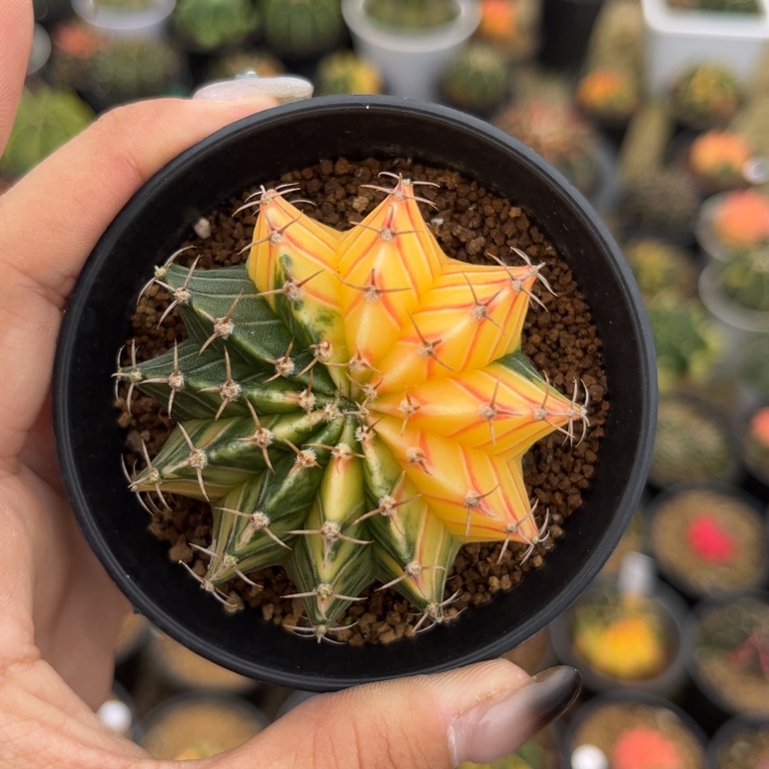 H77 带盆土 特价捡漏