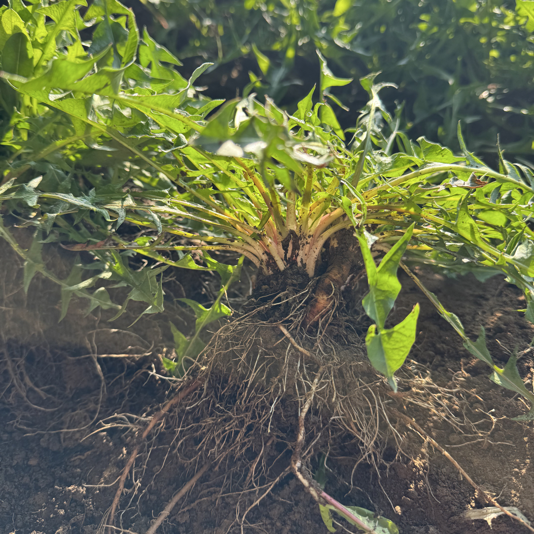 （带全根少量土）东北婆婆丁 蒲公英蘸酱菜 叶可蘸酱 根可栽