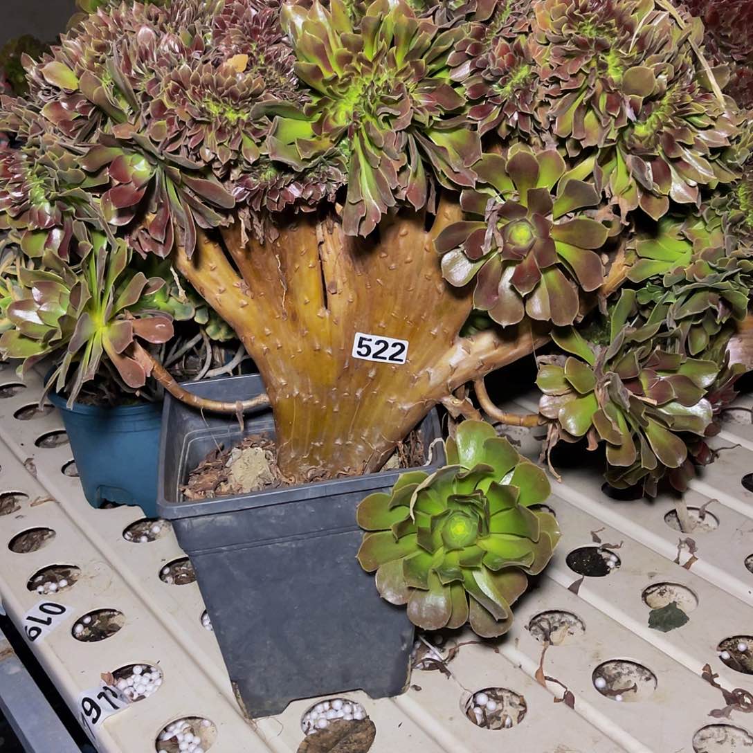 玫瑰法师7/7包邮法师