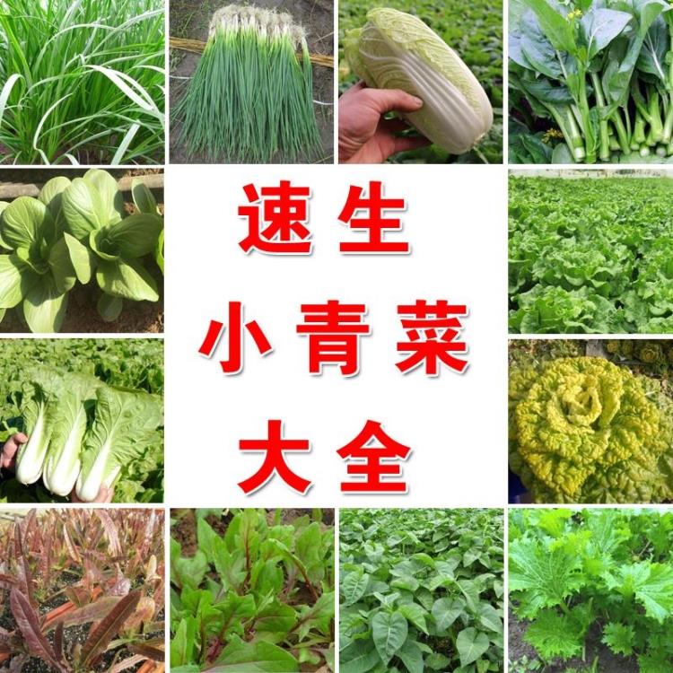 【全店满5包包邮】四季播种室内阳台盆栽蔬菜种子速生小青菜菠菜