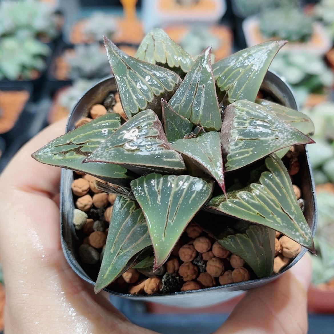 【闪购商品】火烈鸟