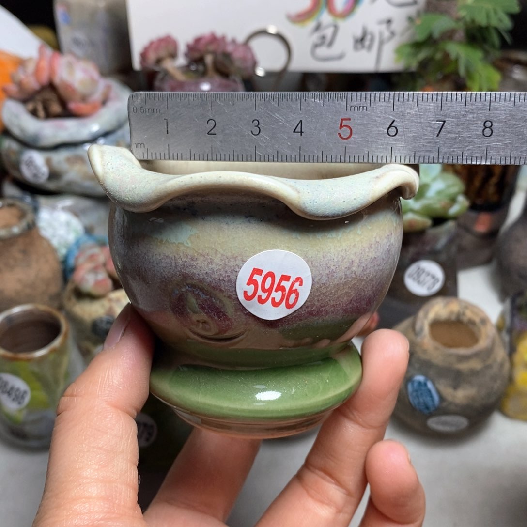 花盆拍3送一个小礼物