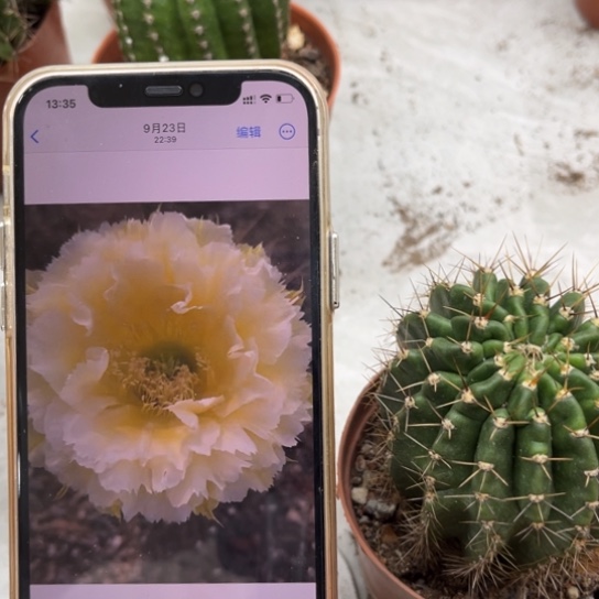 彩草黄牡丹7公分左右