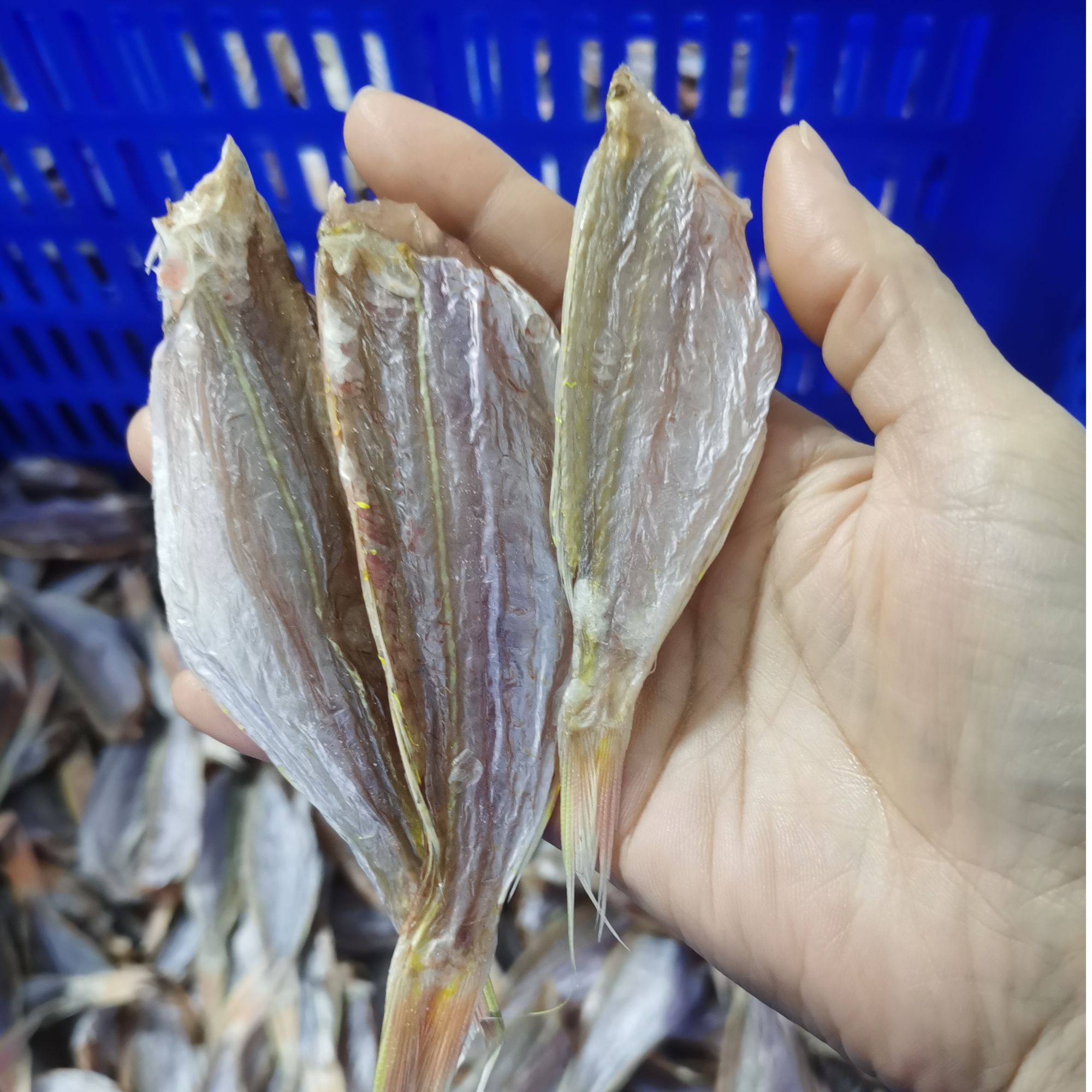 广东特产金线鱼干小鱼干500g一盒15-18条/斤阳江农家渔民干货海鲜特大淡口精品