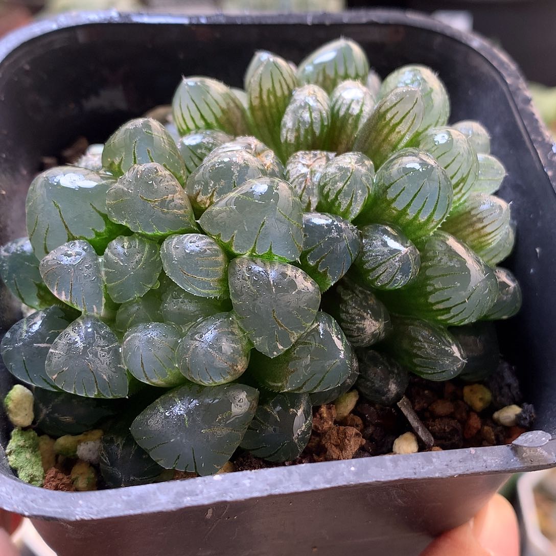 冰灯玉露带盆土发货