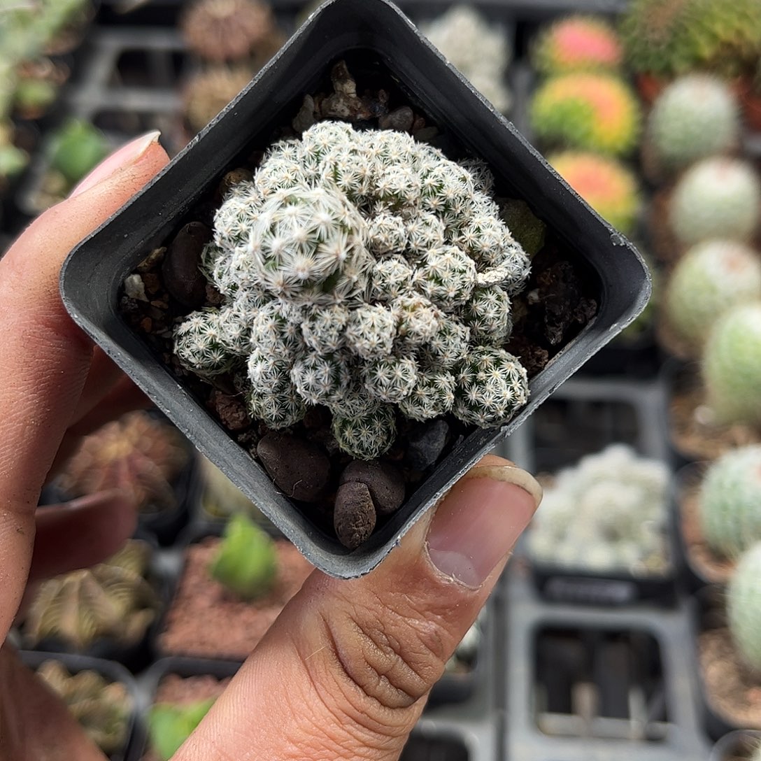 须弥山群生单头发货单头