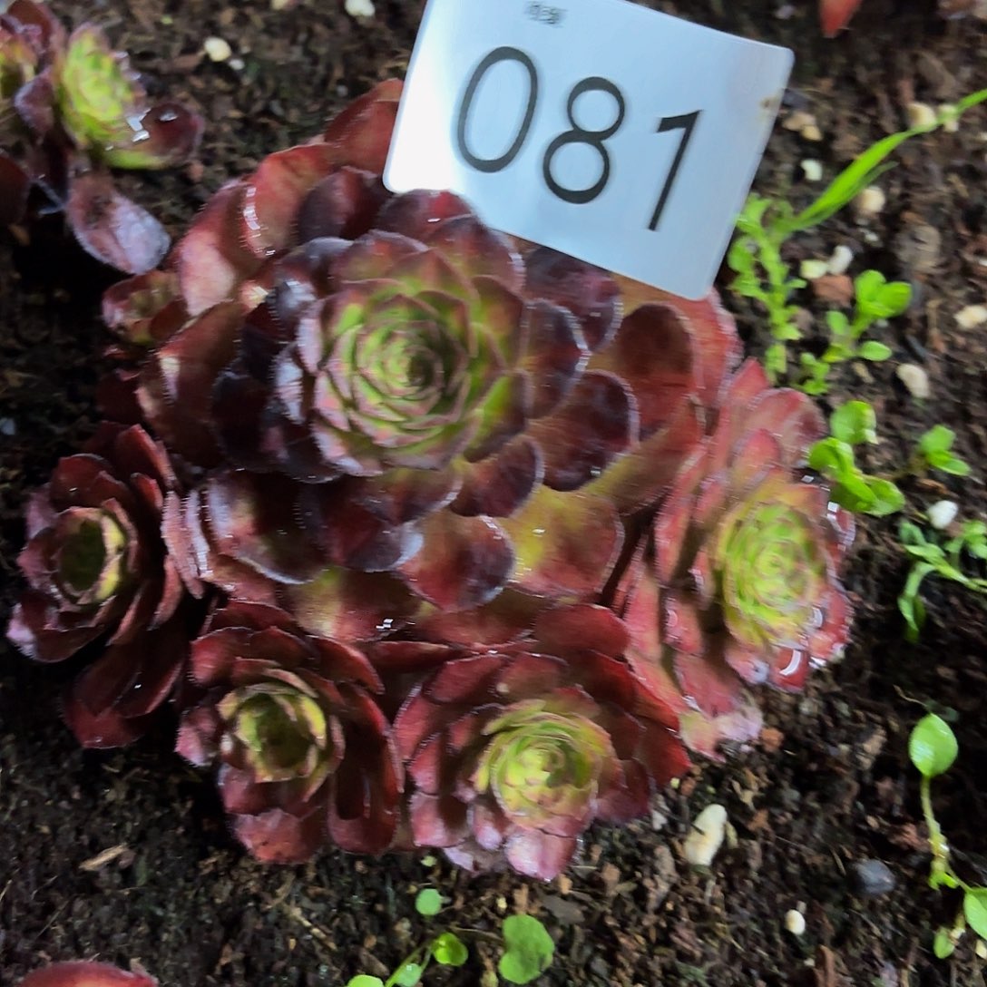 多肉植物海王七彩花081