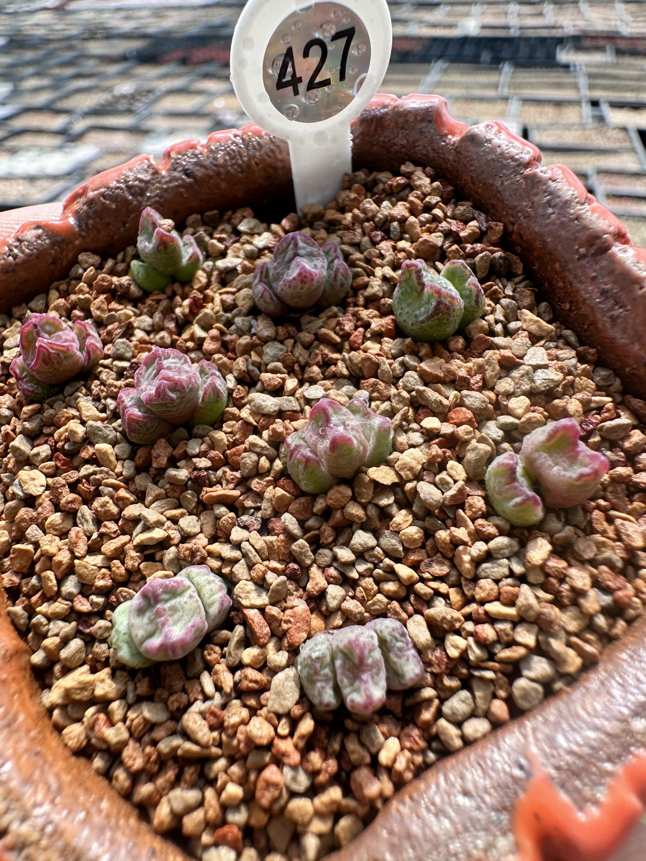 427多肉植物肉锥杂交一颗
