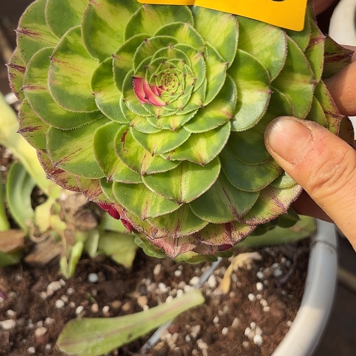 多肉植物知否826