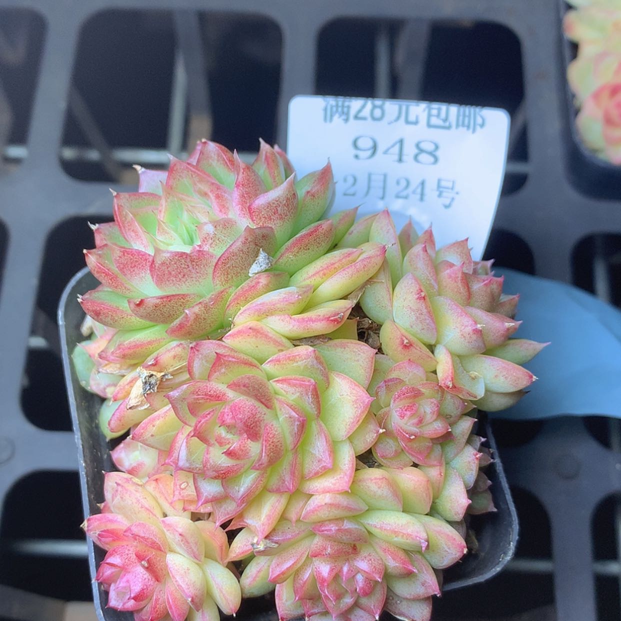 【闪购商品】云948号