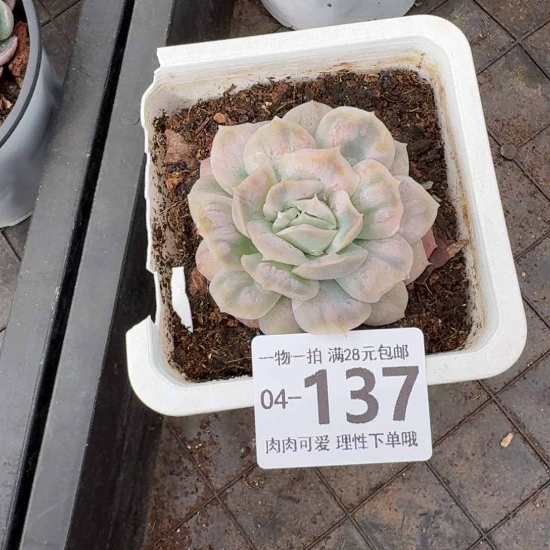 泡泡纱裙无盆土发货