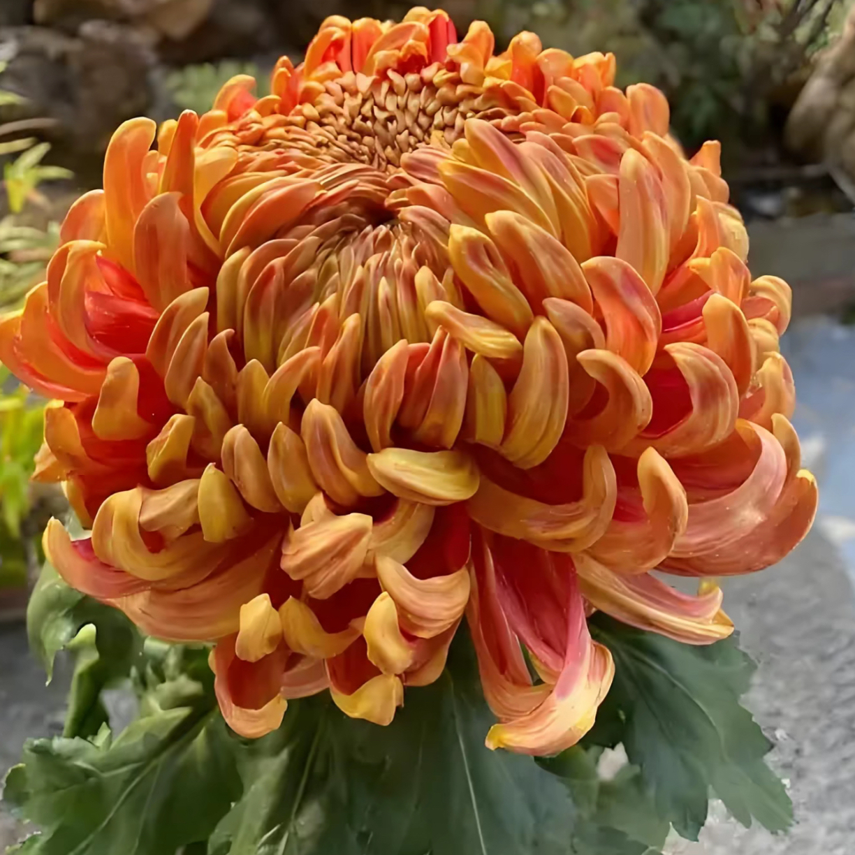 九月菊【太平红叶】大花富贵菊花，盆栽绿植室内好养活