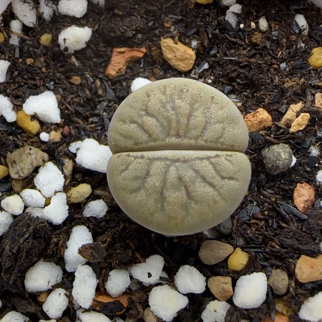 414 生石花大棚直播
