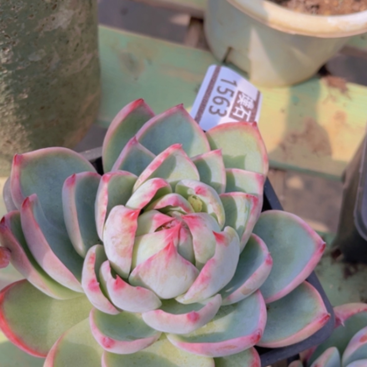 【闪购商品】惊鸿仙子1563