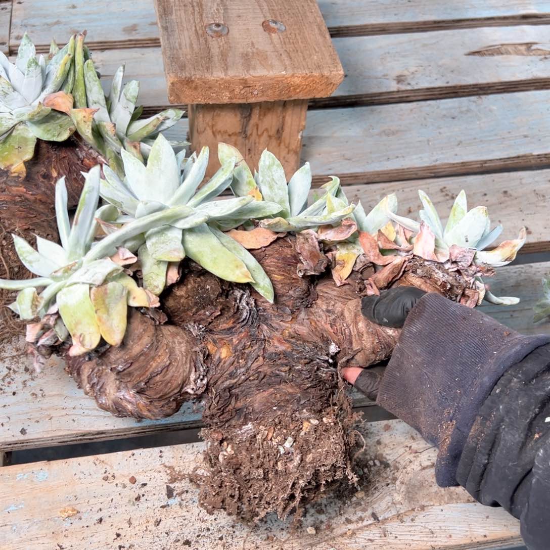 5370瑕疵六头赛丽娜无售后