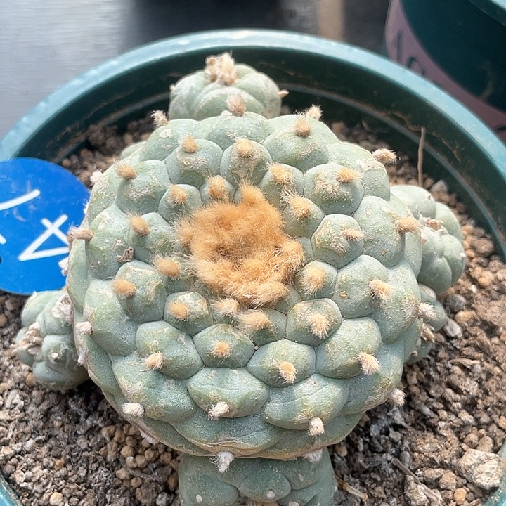 仙人球落地7.5公分47