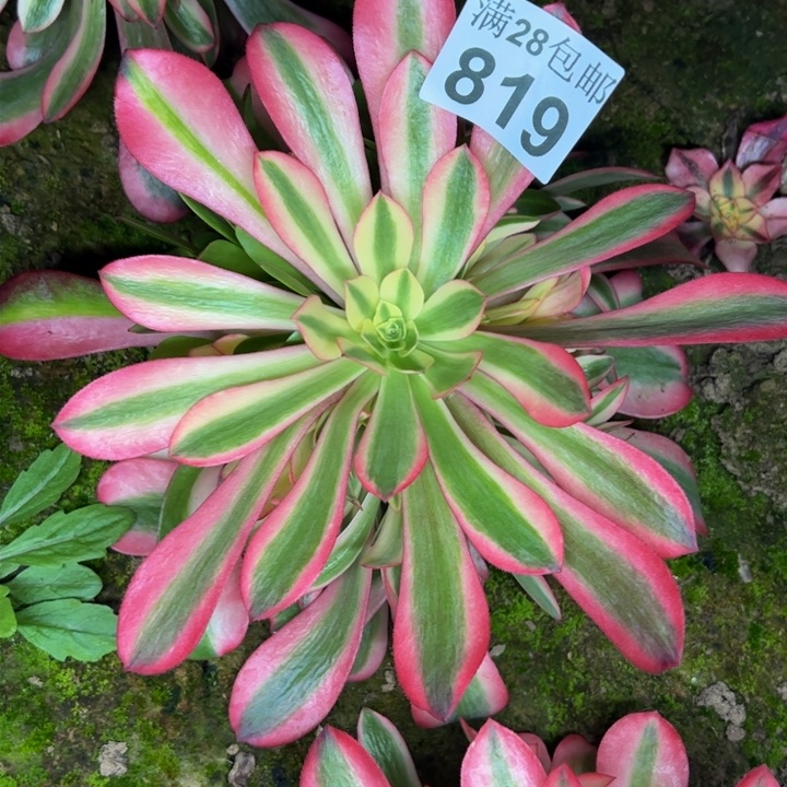 819南粉体美杜莎多肉植物