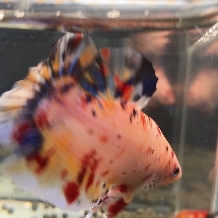 斗鱼黑01号巨斗将军