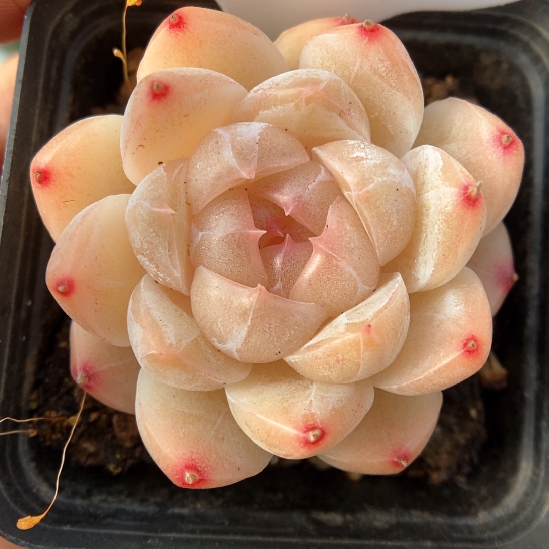 糖心珍妮可拍375号。