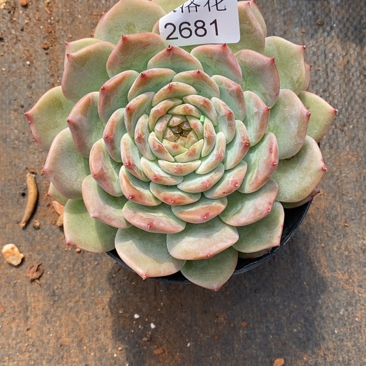 叮***5精品多肉植物2681