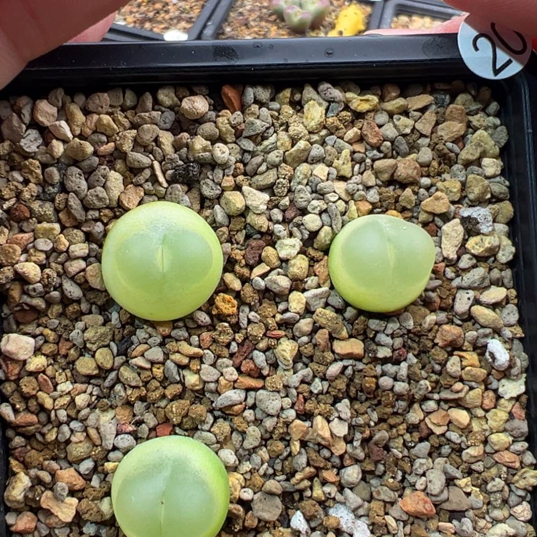 20多肉单头优选拉登三棵一组特