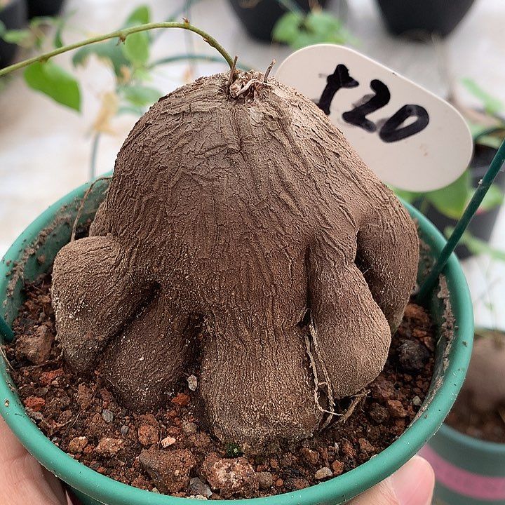 520八爪象足龟1111111111111