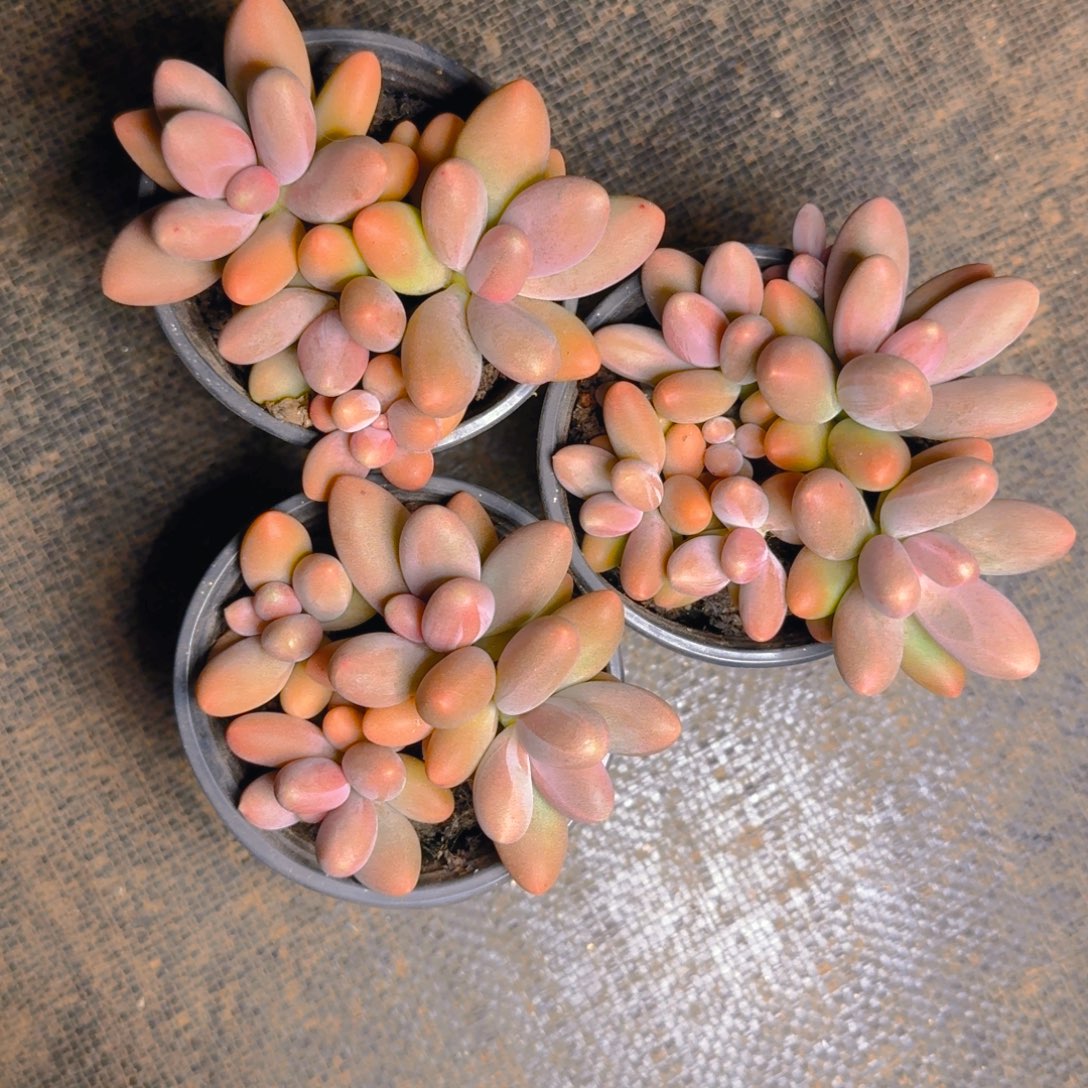 三颗糖果福利多肉1111111111