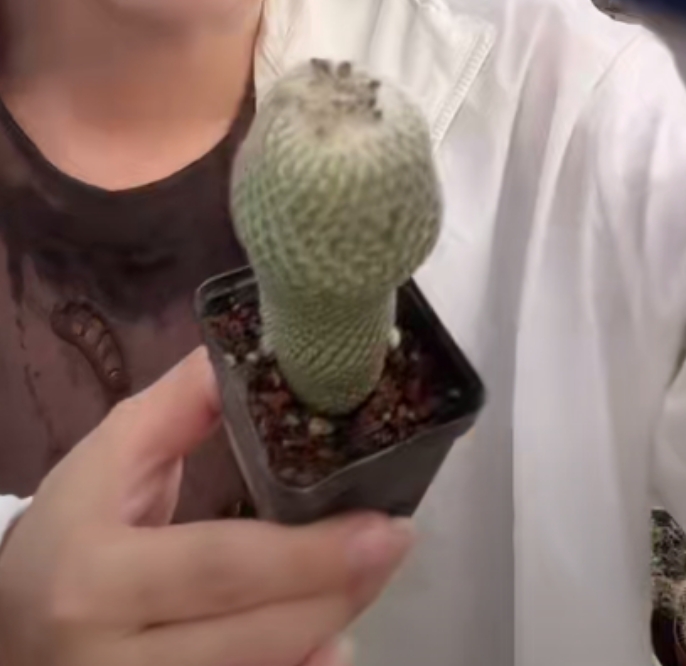 二妹园艺【 大月世界  】仙人球默认脱土随机发货